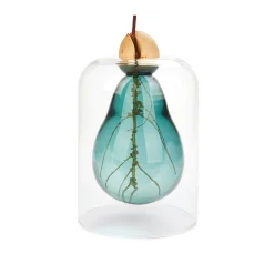Outlet Avocado Seed Glass Vase Tableware Brands