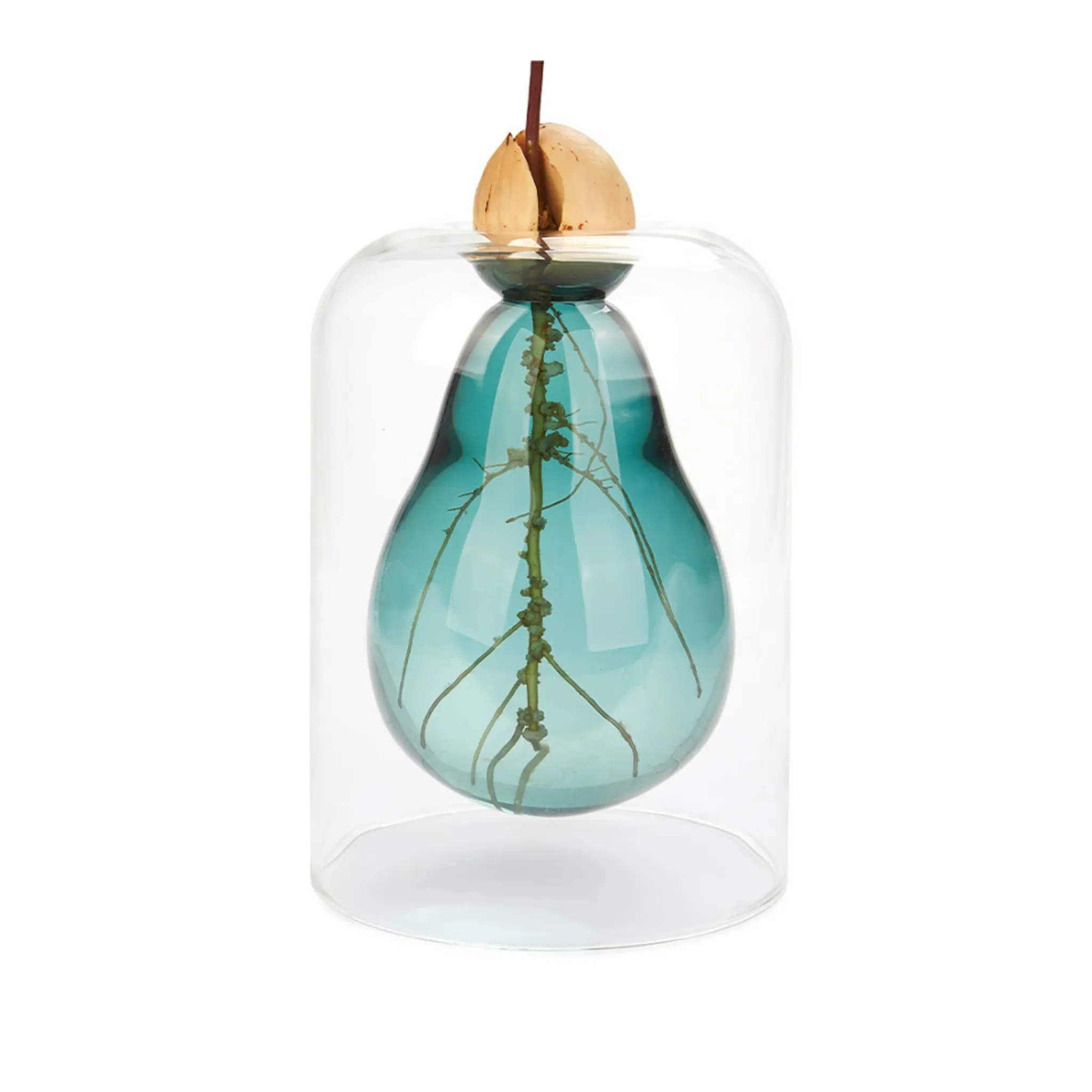 Outlet Avocado Seed Glass Vase Tableware Brands