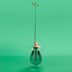 Outlet Avocado Seed Glass Vase Tableware Brands