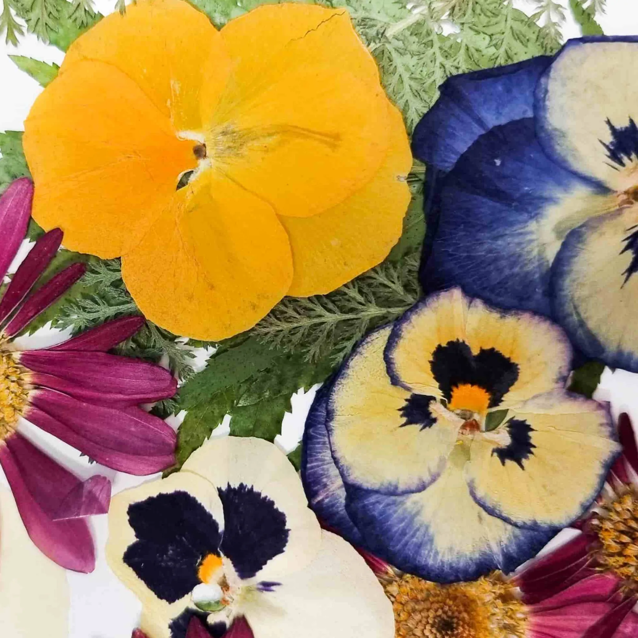 Sale Edible Dried & Pressed Flower & Leaf Mix, 20 pieces Ingredients Brands|Baking Ingredients