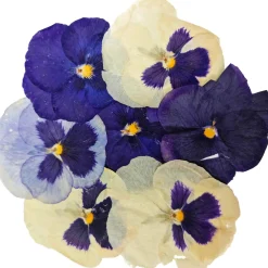 Discount Edible Dried & Pressed Giant Pansies, 8 pieces Ingredients Brands|Baking Ingredients