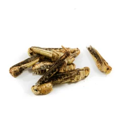 Discount Edible Grasshoppers, 9g Ingredients Brands|Made In The Uk