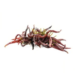 Online Guindilla Pepper Ristra - String of 50 Ingredients Brands|Spanish Ingredients