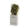 Hot Greek Dried Sage Branches, 40g Ingredients Brands|Greek Ingredients