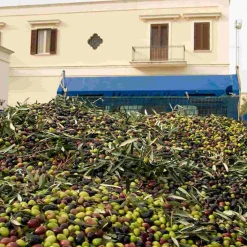Best Puglian Olive Oil with Basil in Terracotta Bottle, 250ml Ingredients Brands|Italian Ingredients