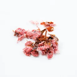 Best Salted Sakura Cherry Blossom, 30g Ingredients Brands|Japanese Ingredients