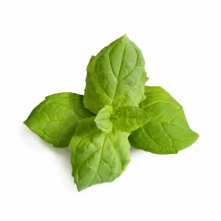Discount Asian Lingot Insert, Organic Moroccan Mint Tableware Brands|Middle Eastern Ingredients