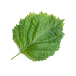 Outlet Asian Lingot Insert, Organic Green Shiso Tableware Brands|Japanese Ingredients