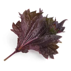 Hot Asian Lingot Insert, Organic Red Shiso Tableware Brands|Japanese Ingredients