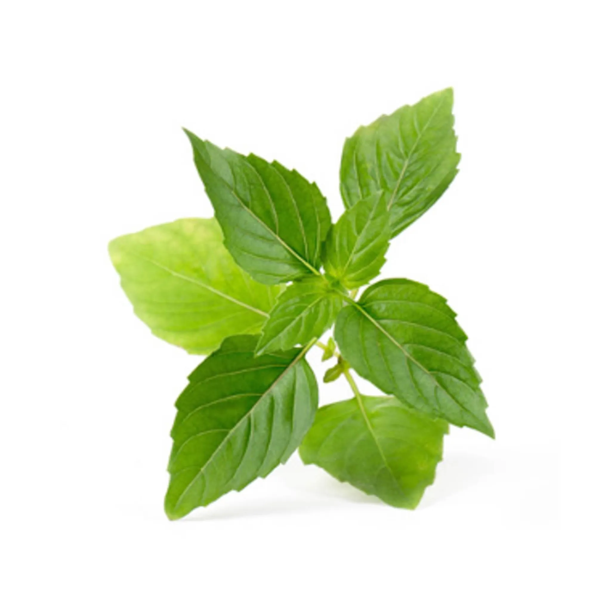 Best Herb Lingot Insert, Organic Thai Basil Tableware Brands