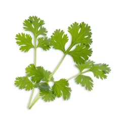 Herb Lingot Insert, Organic Coriander Tableware Brands